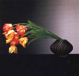 Mapplethorpe, Parrot Tulips. 8 kB.